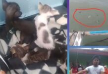 Content Creator Criticized for Throwing Kittens Into Sea for Content