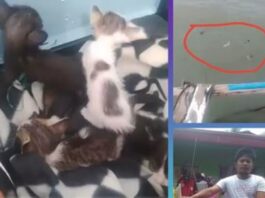 Content Creator Criticized for Throwing Kittens Into Sea for Content