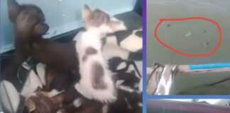Content Creator Criticized for Throwing Kittens Into Sea for Content