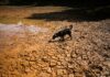 ‘Super’ El Niño could cause 451,000 excess deaths, researchers say