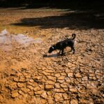 ‘Super’ El Niño could cause 451,000 excess deaths, researchers say