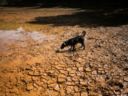 Giant ‘heat storms’ are scorching the Earth. This is the story of the biggest one on record