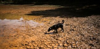 ‘Super’ El Niño could cause 451,000 excess deaths, researchers say