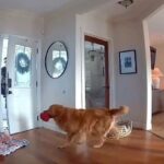Friendly Guard Dog Tries to Play w/ Burglar Instead of Chasing Him Away