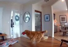 Friendly Guard Dog Tries to Play w/ Burglar Instead of Chasing Him Away