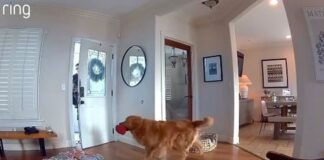 Friendly Guard Dog Tries to Play w/ Burglar Instead of Chasing Him Away