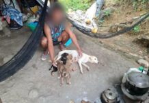 Man Denies Feeding Pet Puppy to Python in Cagayan