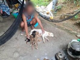 Man Denies Feeding Pet Puppy to Python in Cagayan