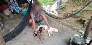 Man Denies Feeding Pet Puppy to Python in Cagayan