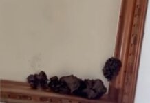 Large Mushrooms Suddenly Grow on Ceiling of Baguio Home After Days of Rain