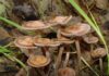 3 Minors Hospitalized After Eating Toxic Mushrooms in Puerto Princesa