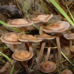3 Minors Hospitalized After Eating Toxic Mushrooms in Puerto Princesa