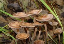 3 Minors Hospitalized After Eating Toxic Mushrooms in Puerto Princesa