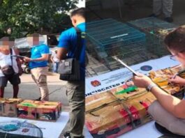 Senior Citizen Arrested in CIDG Entrapment Operation for Illegal Sale of Birds