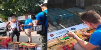 Senior Citizen Arrested in CIDG Entrapment Operation for Illegal Sale of Birds