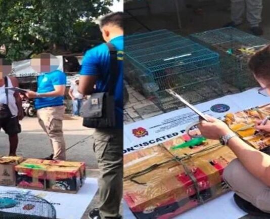 Senior Citizen Arrested in CIDG Entrapment Operation for Illegal Sale of Birds