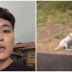 Batangas Vlogger Faces Animal Cruelty Complaint After Threatening Dogs