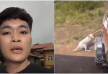 Batangas Vlogger Faces Animal Cruelty Complaint After Threatening Dogs