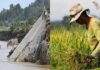 Millions in Agricultural Aid Still Undistributed After Kristine Disasters