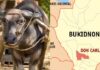 54-Year-Old Farmer Gored to Death by Carabao While Plowing Field