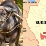 54-Year-Old Farmer Gored to Death by Carabao While Plowing Field