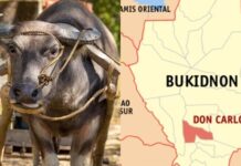 54-Year-Old Farmer Gored to Death by Carabao While Plowing Field