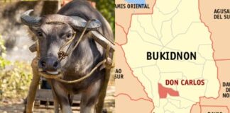 54-Year-Old Farmer Gored to Death by Carabao While Plowing Field