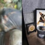 Pet Owner Calls Out Pet Aftercare After Dog Ivy’s Name Appears Among Bulacan Animal Remains
