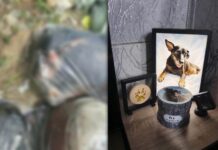 Pet Owner Calls Out Pet Aftercare After Dog Ivy’s Name Appears Among Bulacan Animal Remains