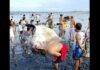 Dead Whale Shark Found Along Bacolod City Coastline