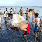 Dead Whale Shark Found Along Bacolod City Coastline