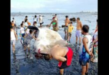 Dead Whale Shark Found Along Bacolod City Coastline