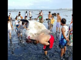Dead Whale Shark Found Along Bacolod City Coastline