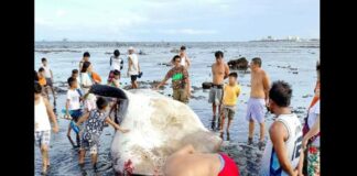 Dead Whale Shark Found Along Bacolod City Coastline