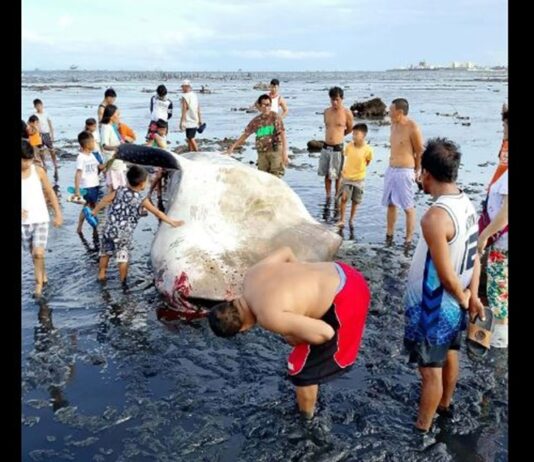 Dead Whale Shark Found Along Bacolod City Coastline