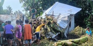 Family Narrowly Escapes as Fallen Tree Destroys House in Lezo