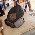 Cat, Cigarettes & Cleaning Materials Confiscated at Manila North Cemetery Entrance