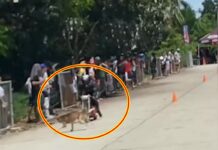Motorcycle Racer Thrown Several Meters After Hitting Dog in Dumaguete City