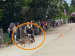 Motorcycle Racer Thrown Several Meters After Hitting Dog in Dumaguete City
