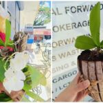 Elderly Orchid Vendor Seeks Buyers After Alleged Unpaid P500 Order
