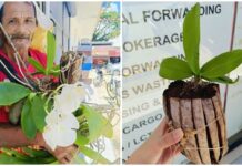 Elderly Orchid Vendor Seeks Buyers After Alleged Unpaid P500 Order