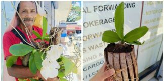 Elderly Orchid Vendor Seeks Buyers After Alleged Unpaid P500 Order